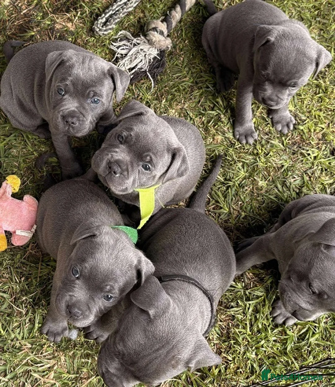 Staffordshire Bull Terrier dogs for sale: PURE Blue English Staffy puppies, Ready to go now! - Advert 4