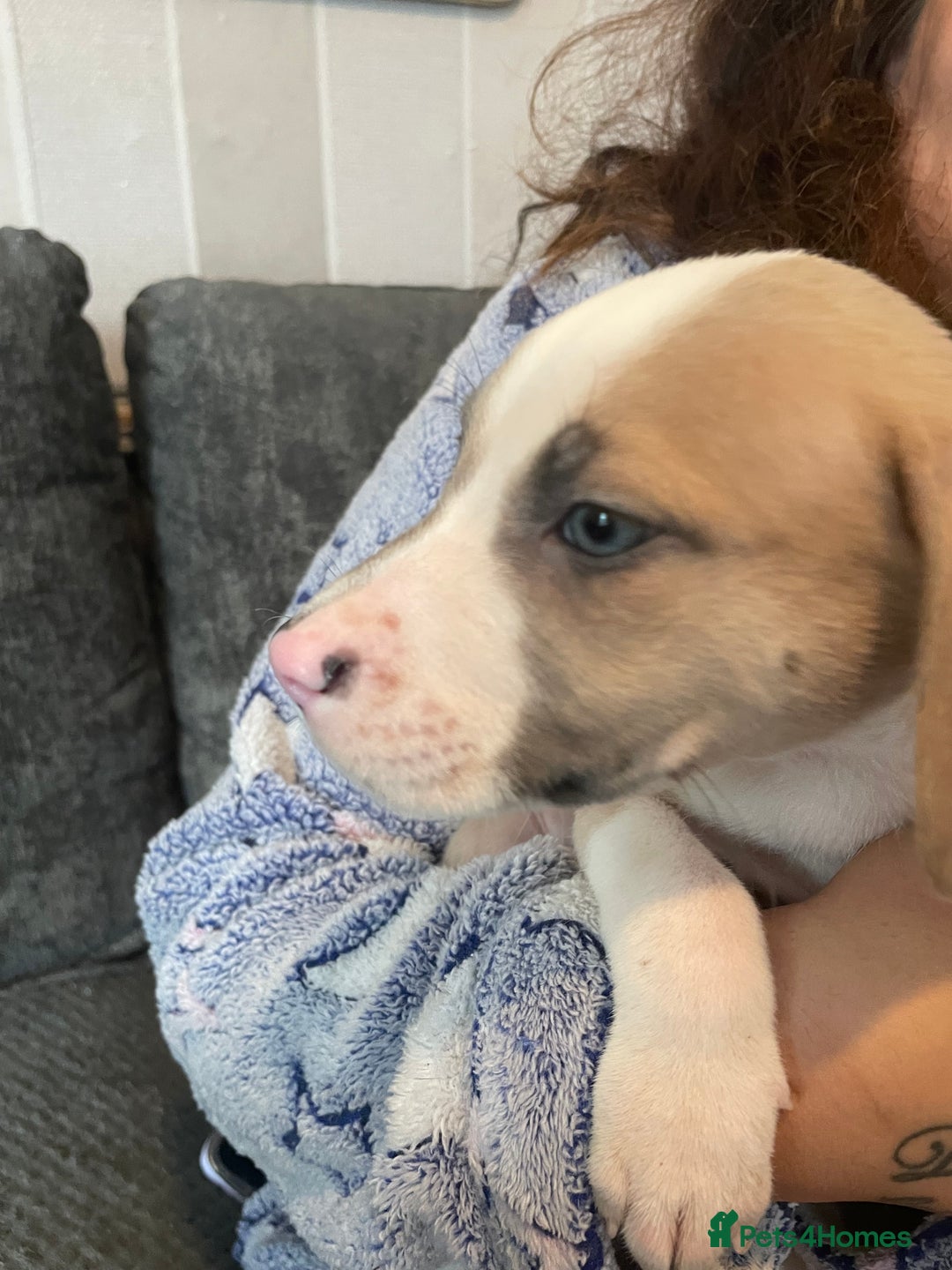 Mixed Breed dogs for sale: Presa canairo x American bulldog  - Image 2