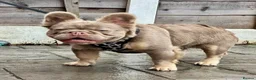 French Bulldog dogs for sale: Fluffy Newshade Choc/ Tan French Bulldog Puppies - Advert 8