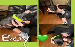 Mixed Breed dogs for sale: Jackapoo Puppies - Advert 7