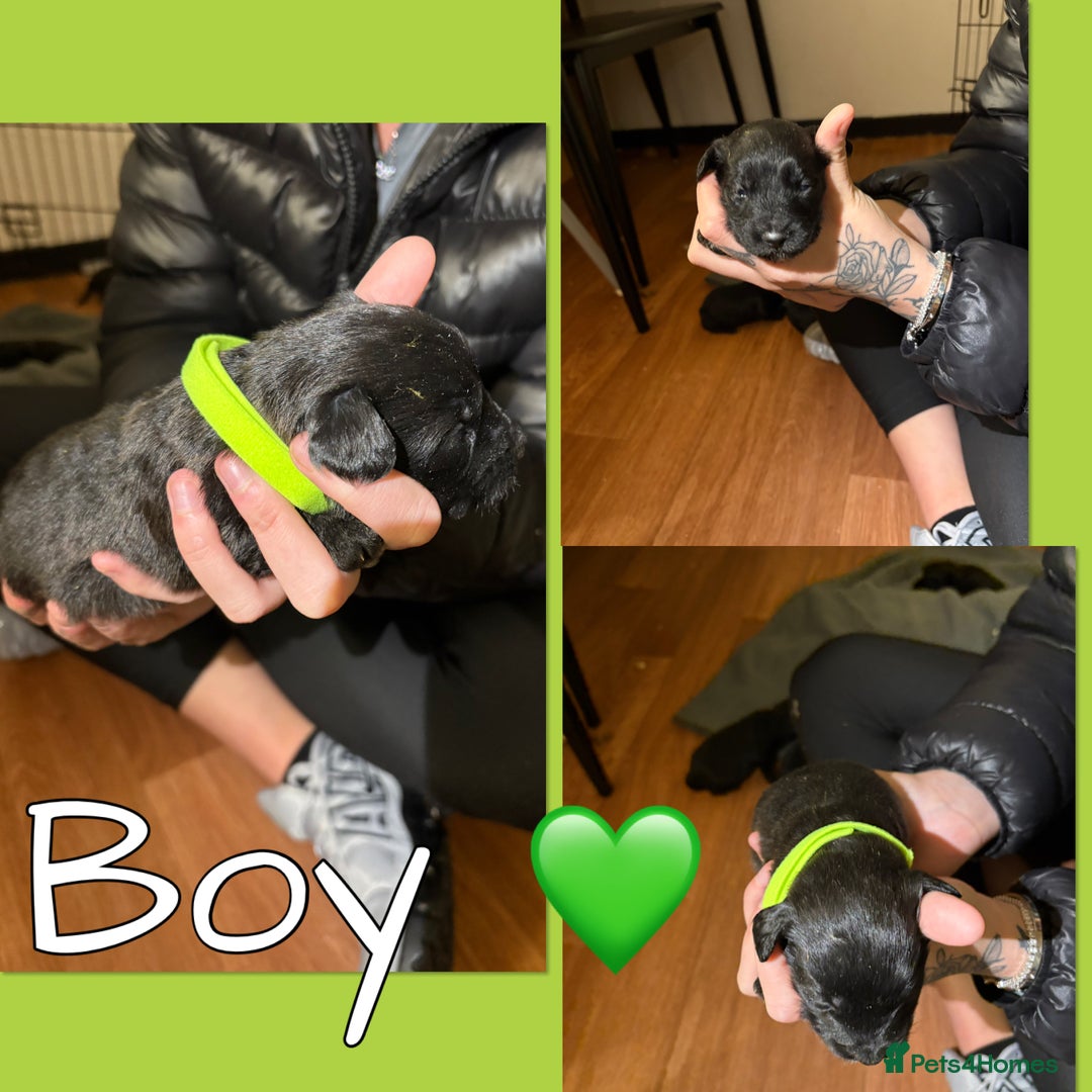 Mixed Breed dogs for sale: Jackapoo Puppies - Advert 7