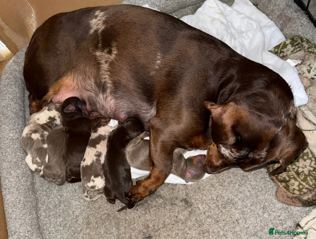 Dachshund dogs for sale: Dachshund puppies  - Advert 10