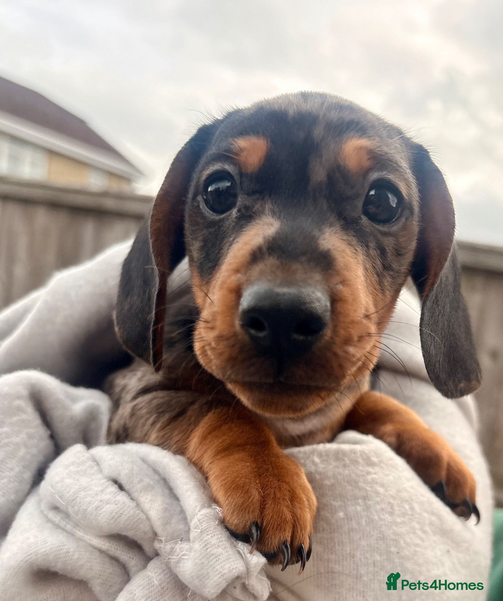 Miniature Dachshund dogs Ready now, male dapple miniature dachshund  - Advert 3