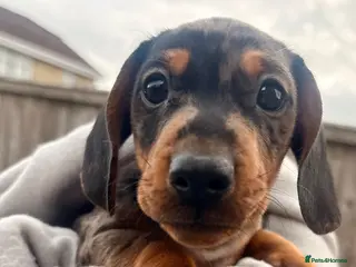 Miniature Dachshund dogs Ready now, male dapple miniature dachshund - Advert 3