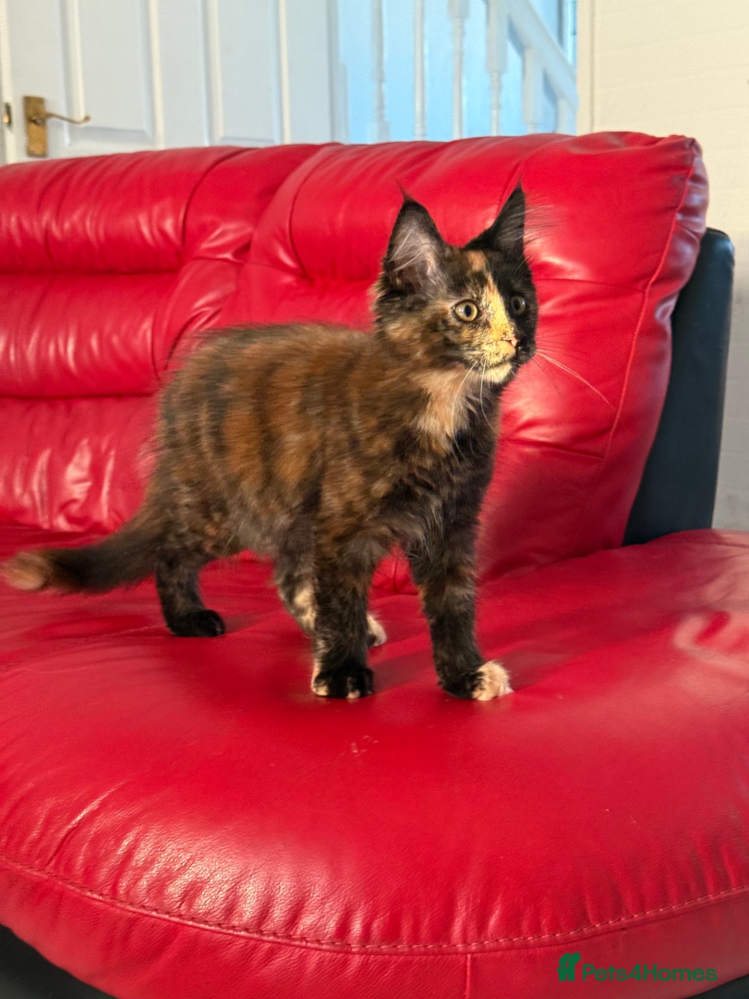 Maine Coon cats for sale: Purebred Maine Coon Kitten 2 FEMALES - Image 10