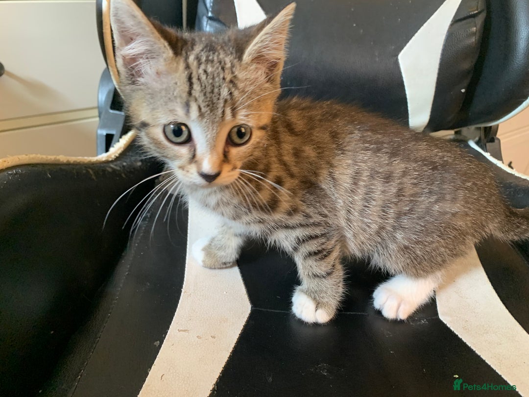 Mixed Breed cats for sale: Tuxy & Stripy - two gorgeous boys for sale - Image 13