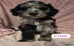 Cockapoo dogs for sale: Miniature cockapoo Puppy ready now - Image 1