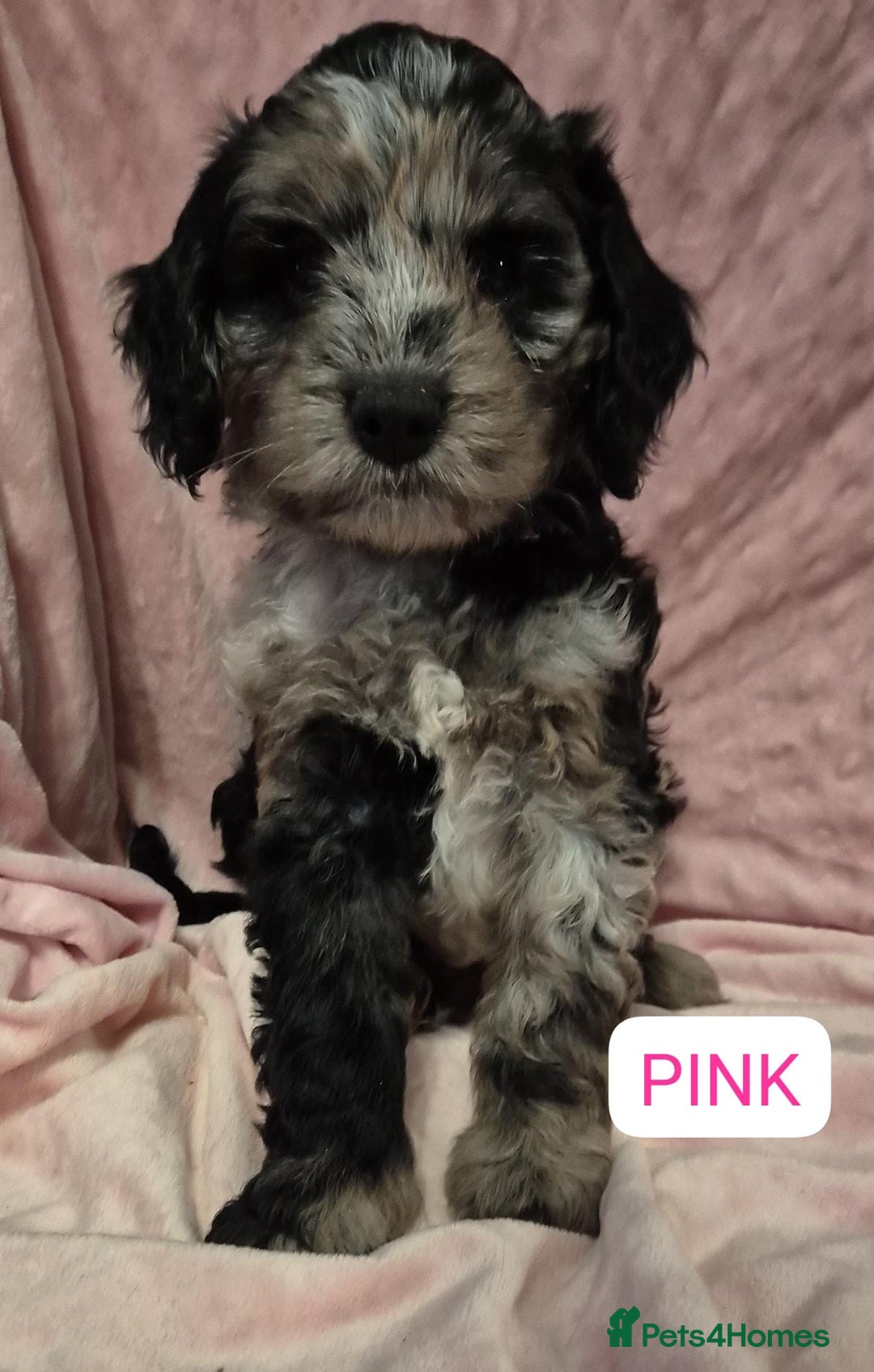 Cockapoo dogs for sale: Miniature cockapoo Puppy ready now - Image 1