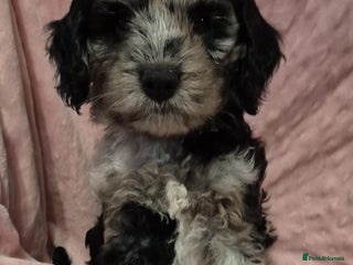 Cockapoo dogs - Advert 6