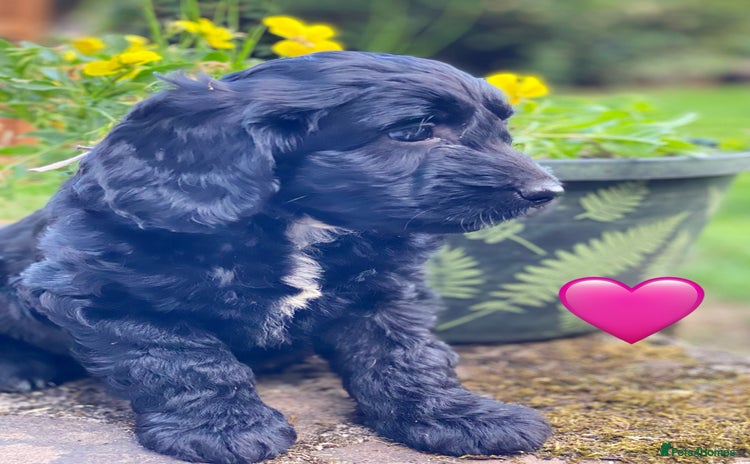 Sproodle dogs - Advert 1