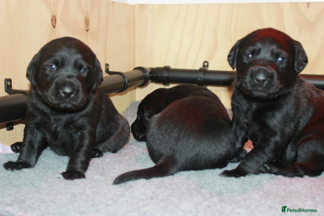 Labrador Retriever dogs for sale: FTCH SIRED LABRADOR PUPS - Image 13