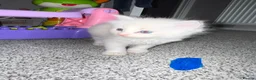 Ragdoll cats for sale:     Stunning Ragdoll Kittens - Advert 5