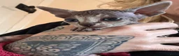 Sphynx cats for sale: Sphynx Kittens - Advert 20