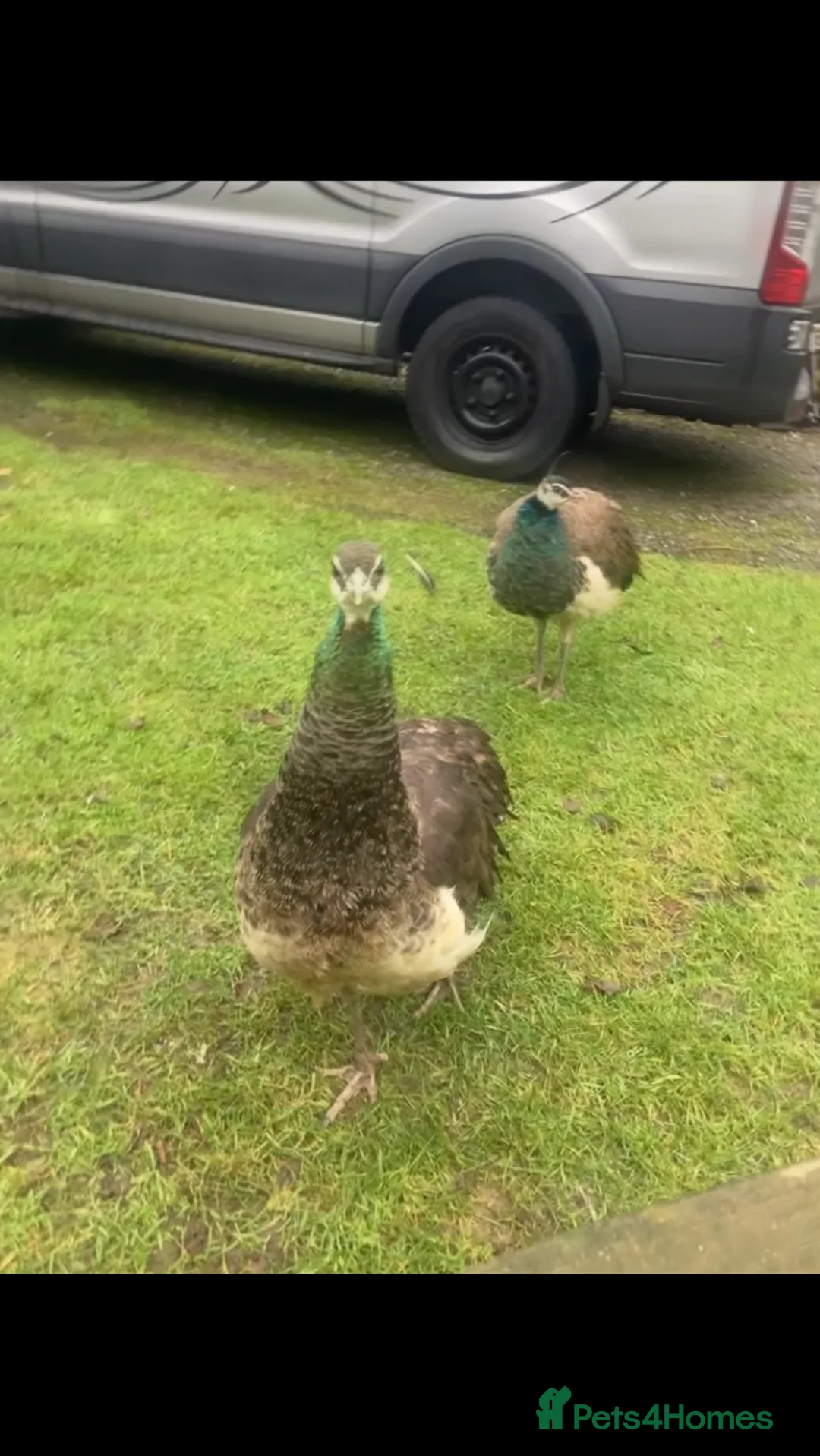 Peafowl poultry for sale: 11 month old Peafowl - 4 male 1 female  in Matlock - Advert 4
