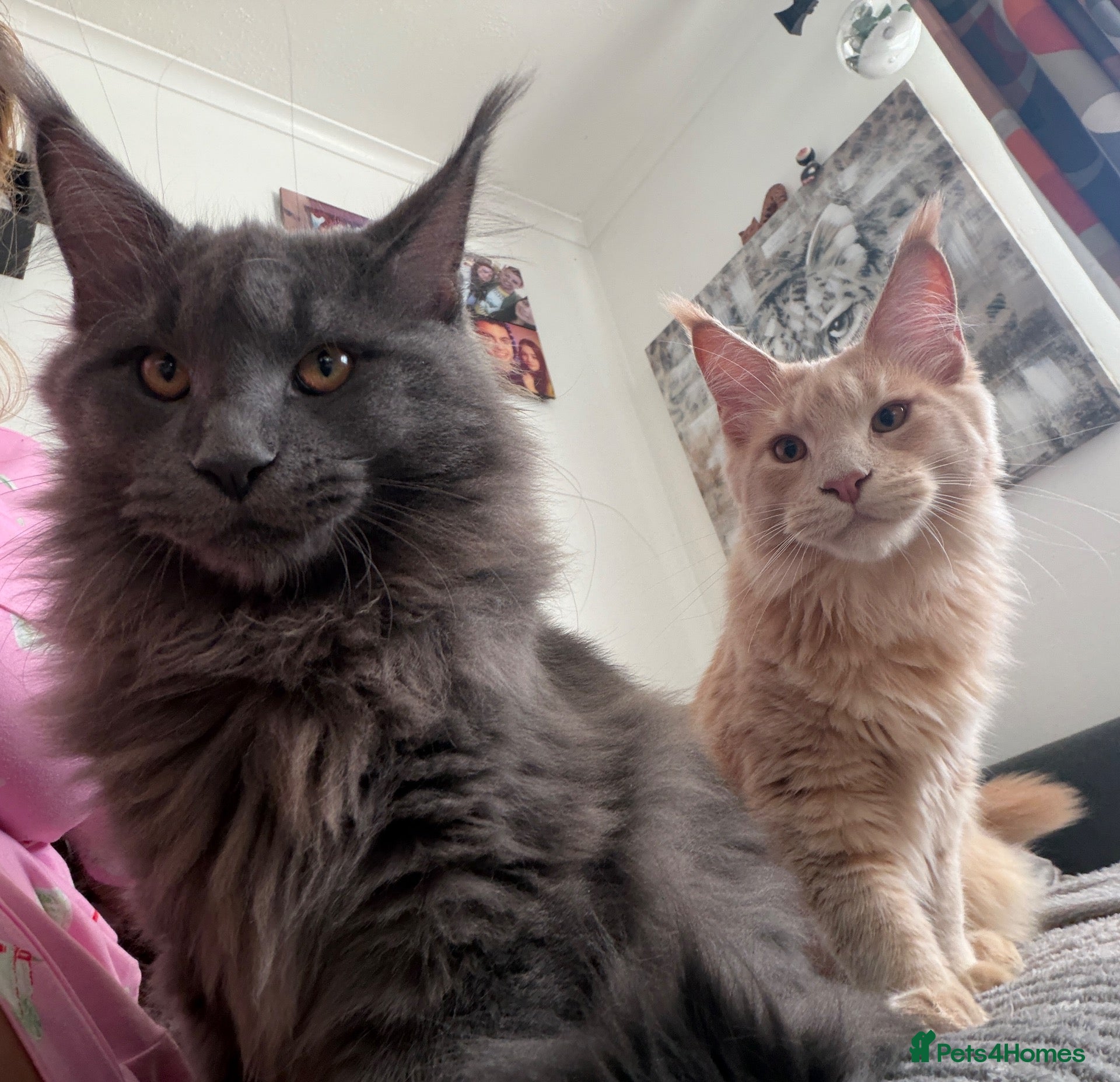 Maine Coon cats Maine Coon Kittens – 4 Available !!! - Advert 1