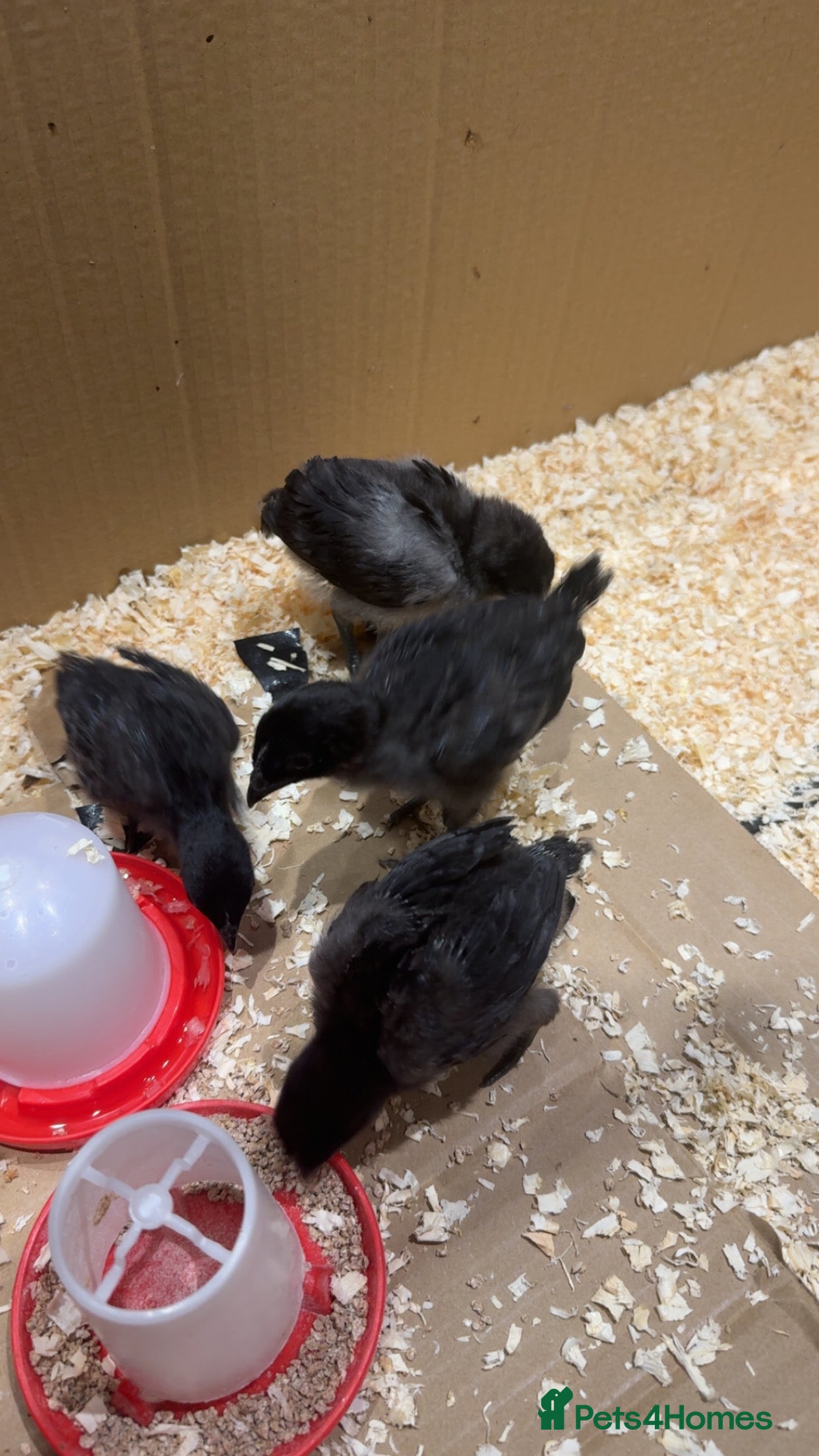 Chickens poultry Rare Purebred baby ayam cemanis for sale - Advert 4