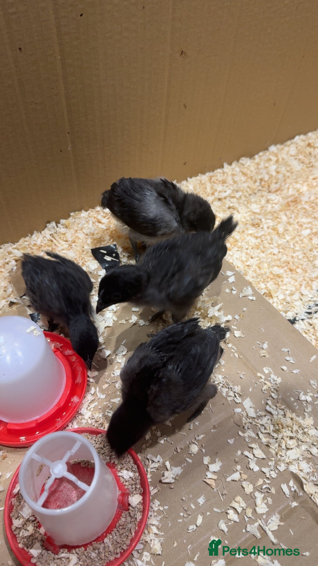Chickens poultry for sale: Rare Purebred baby ayam cemanis for sale - Advert 2