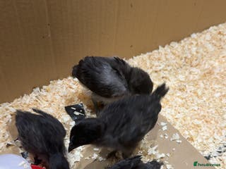Chickens poultry Rare Purebred baby ayam cemanis for sale - Advert 4