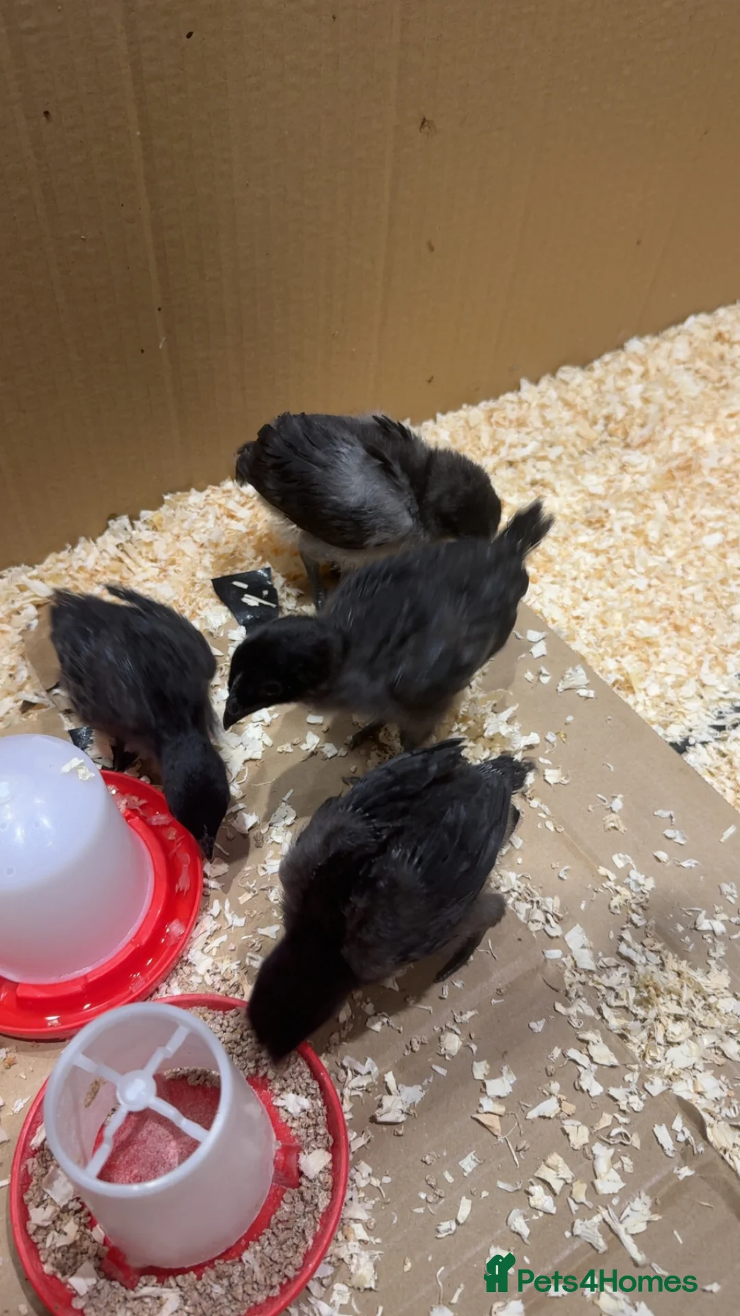 Chickens poultry for sale: Rare Purebred baby ayam cemanis for sale - Advert 1