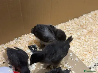 Chickens poultry Rare Purebred baby ayam cemanis for sale - Advert 17