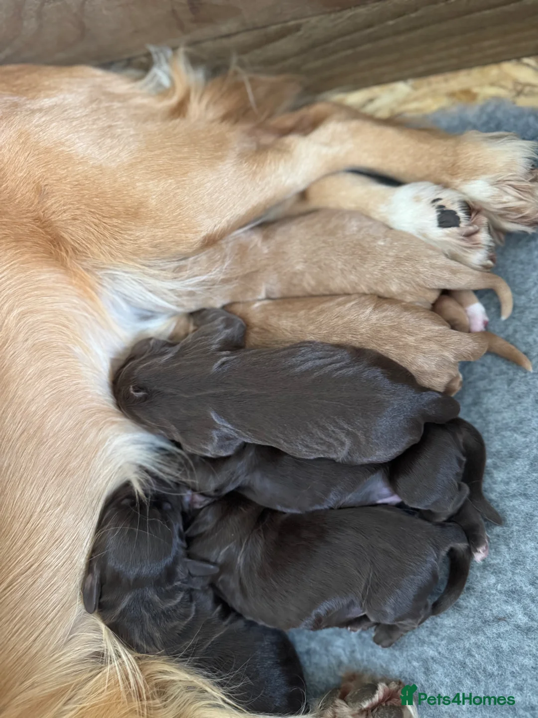 Cocker Spaniel dogs for sale: Stunning Working Cocker Spaniels in Turriff - Advert 3