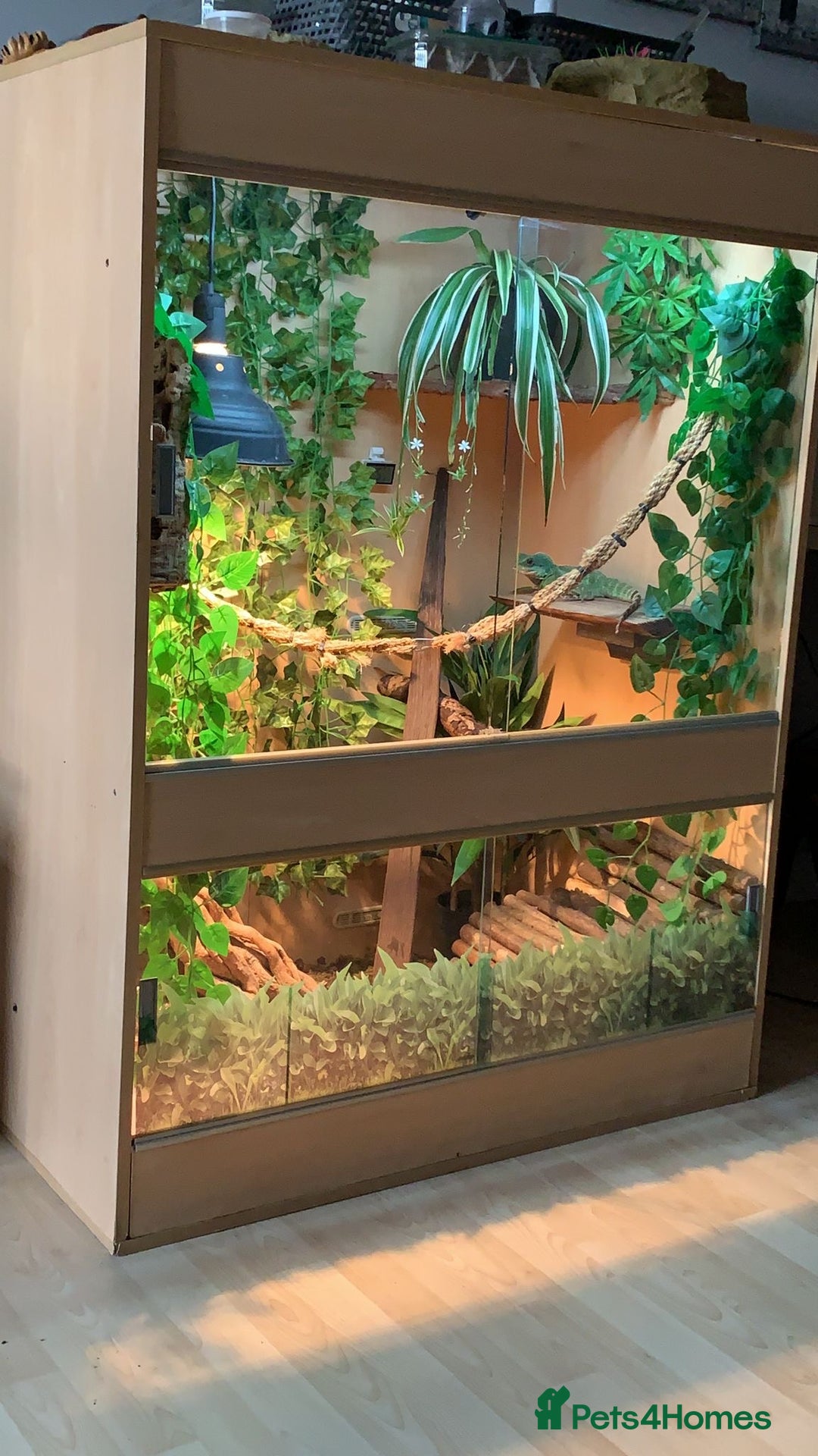 Dragon reptiles for sale: Female Chinese water dragon & large enclosure  - Advert 3