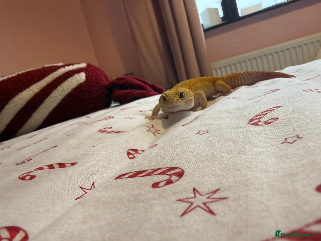 Gecko reptiles for sale: Albino Leopard Gecko for Sale incl full enclosure - Advert 2