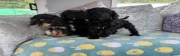 Cavapoo dogs for sale: Stunning DNA Clear Cavapoo Pups - Advert 6