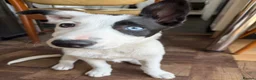 Border Collie dogs for sale: Skye  in Maidstone - Advert 12