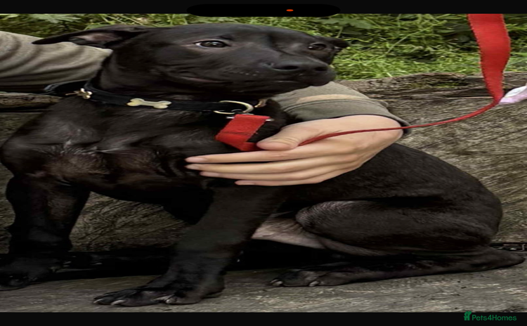 Mixed Breed dogs - Advert 1