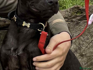 Mixed Breed dogs for sale - Advert 1