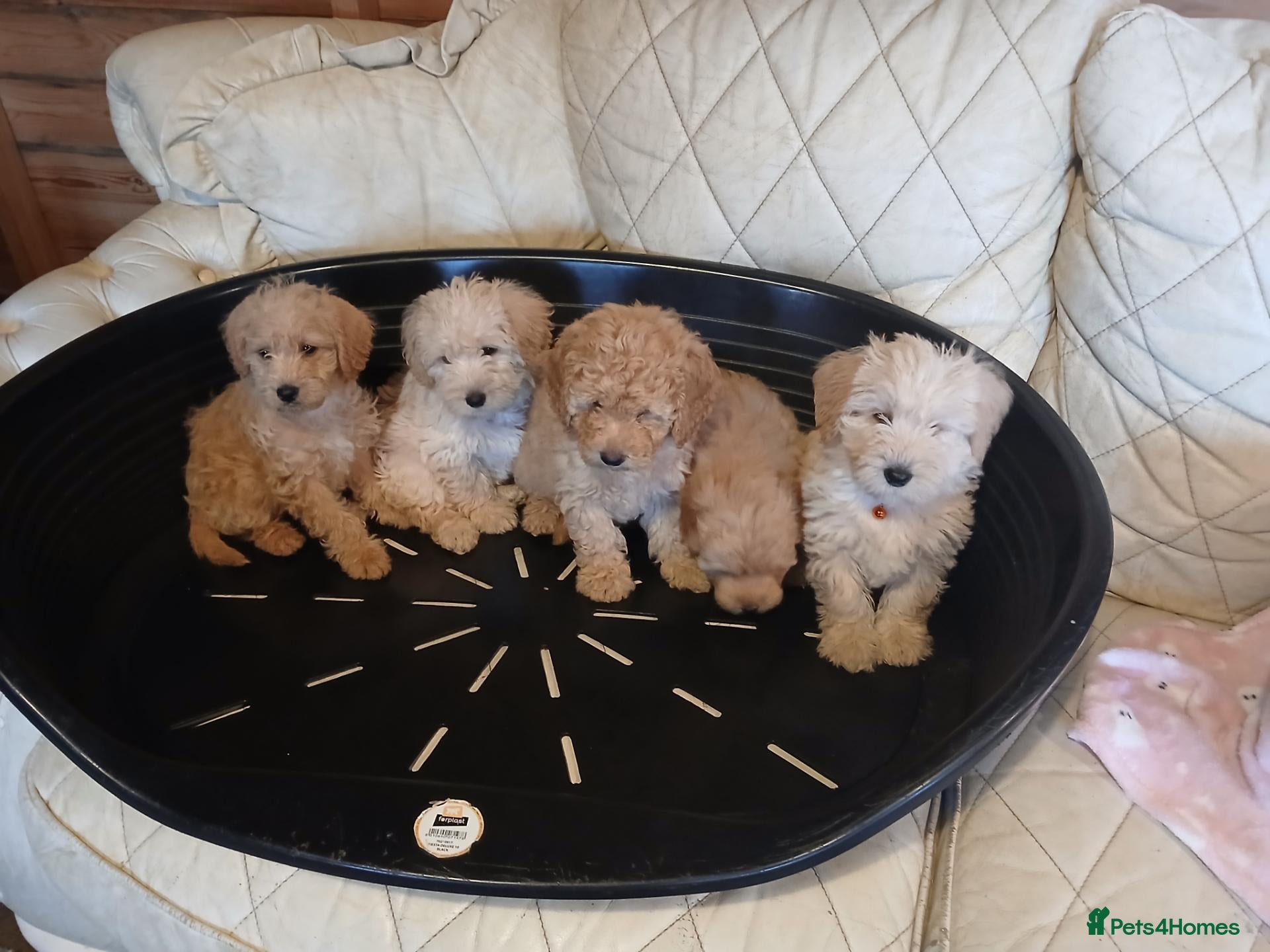 Cavapoo dogs for sale: Cavapoo F1b puppies  - Advert 1