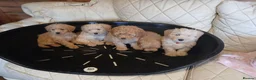 Cavapoo dogs for sale: Cavapoo F1b puppies  - Advert 1