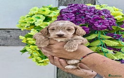 Cockapoo dogs for sale: 1 boys left apricot f1 DNA tested Cockerpoos  - Image 24