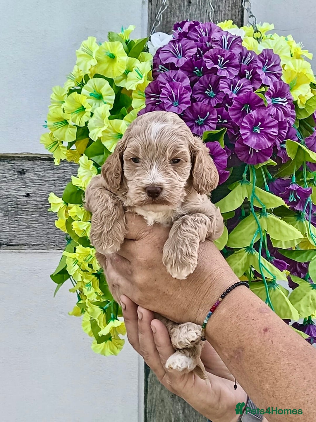 Cockapoo dogs for sale: 1 boys left apricot f1 DNA tested Cockerpoos  - Image 24