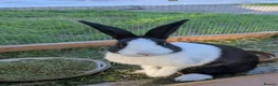 Dutch rabbits for sale: Black Dutch Buck Rabbit - Advert 4