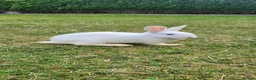 Mixed Breed rabbits for sale: Rabbits in Birmingham - Advert 2
