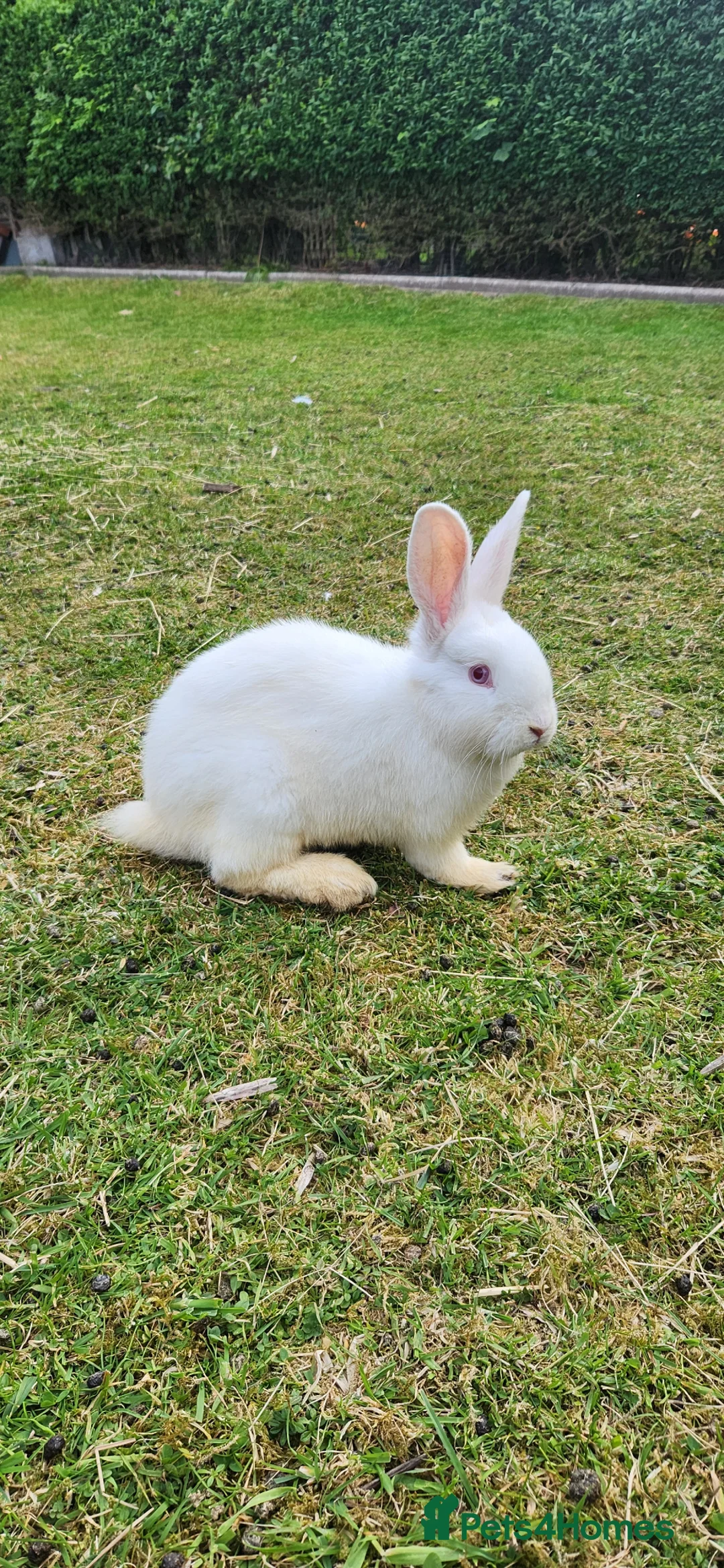 Mixed Breed rabbits for sale: Rabbits in Birmingham - Advert 2