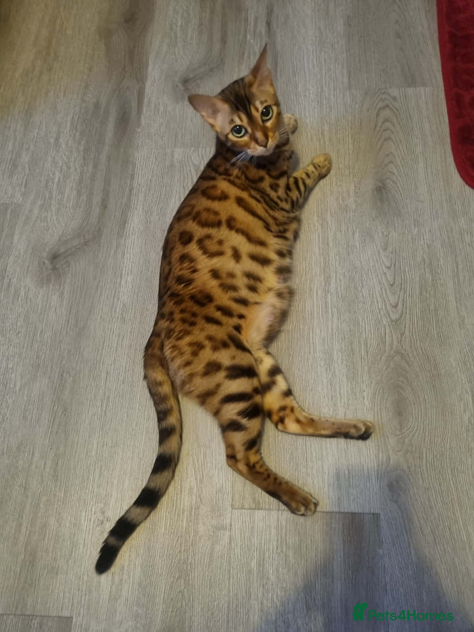Bengal cats Bengal Kitten - Advert 15