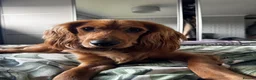 Mixed Breed dogs for sale: Young Cocker Mix needs experienced & calm home - Advert 6