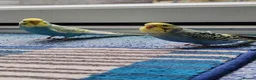 Budgerigars birds for sale: Budgies 8 weeks old - Advert 12