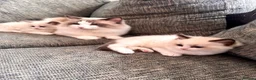 Ragdoll cats for sale: Bicolour ragdoll kittens and mum for sale - Advert 10
