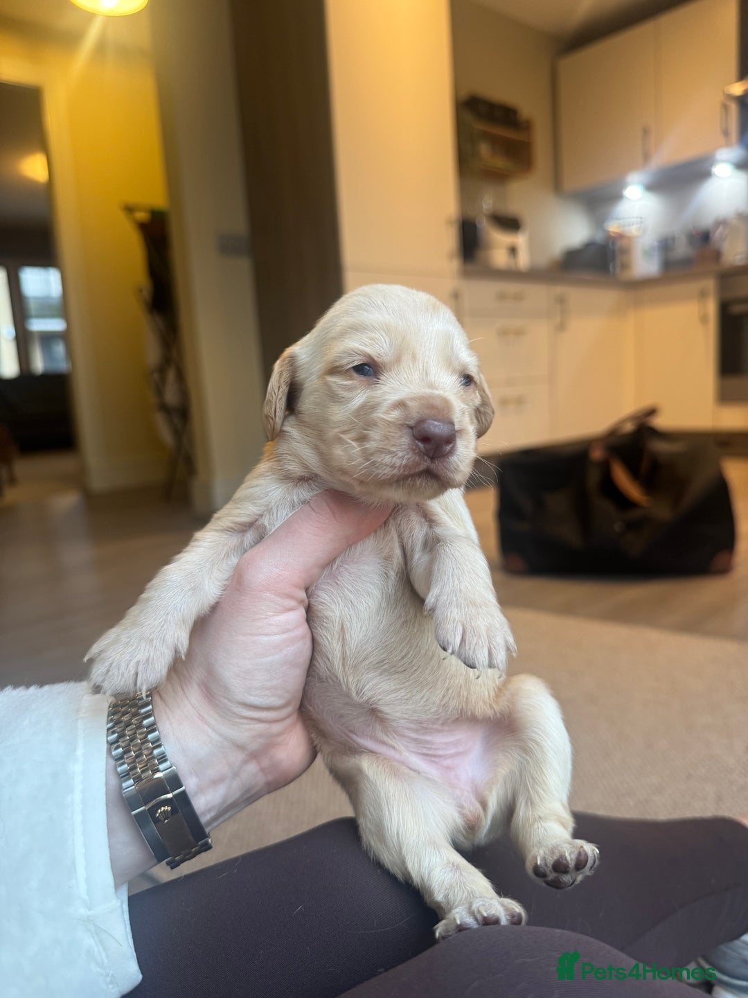 Cockerdor dogs for sale: Cockerdor/ Spanador Puppies. KC registered parents - Advert 34