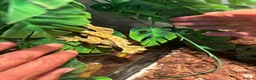 Gecko reptiles for sale: Crested gecko in Shildon - Advert 6
