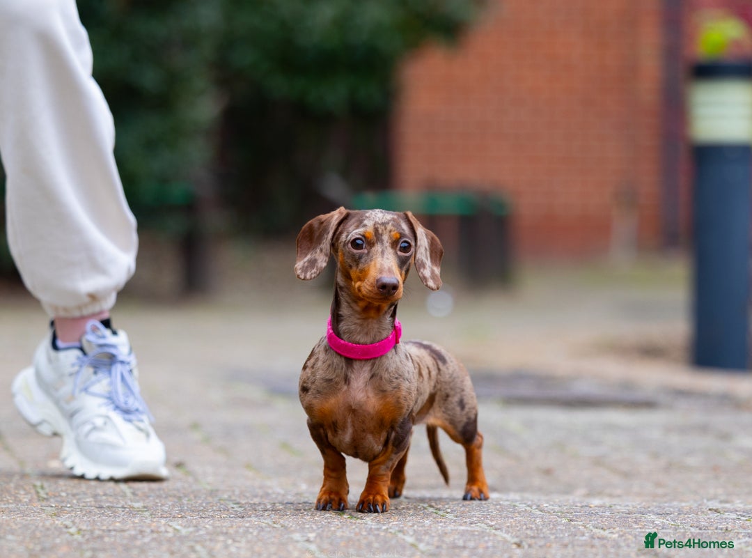 Miniature Dachshund dogs for sale: Top Tier Miniature Dachshunds available!! 😍🤩 - Image 13