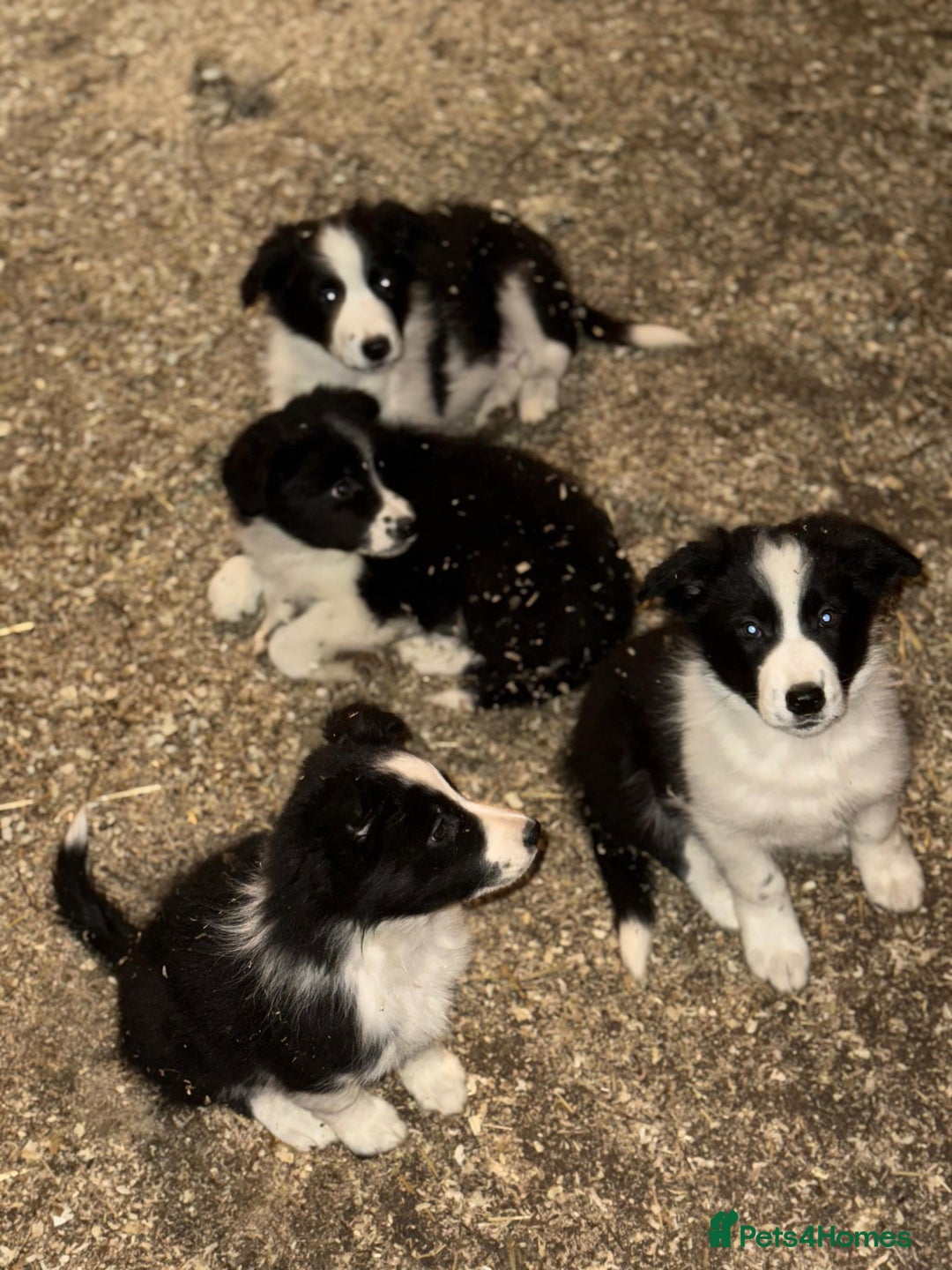 Border Collie dogs for sale: Border collie pups  - Advert 6