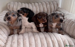 Miniature Dachshund dogs for sale: Miniature dachshund  - Image 2