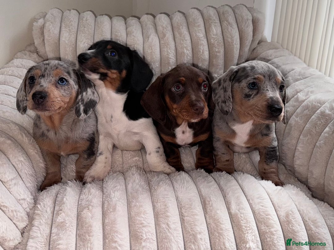 Miniature Dachshund dogs for sale: Miniature dachshund  - Image 2
