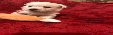 West Highland Terrier Puppy red 