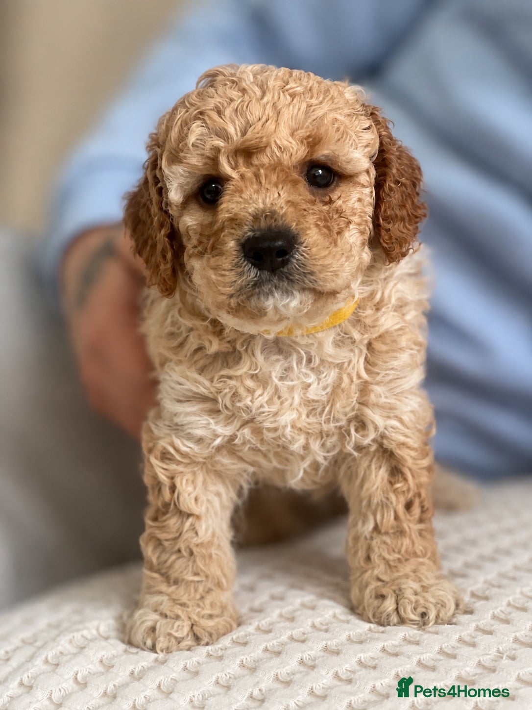 Mixed Breed dogs Beautiful Cavapoochon Puppies for sale - Advert 2